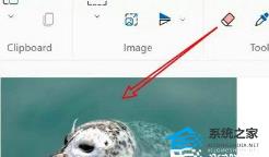 Win11画图工具怎么调整图片大小 Win11画图工具怎么调整图片大小