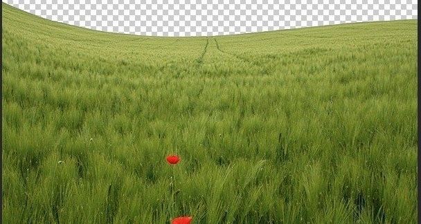 ps照片合成草坪上的父子场景
