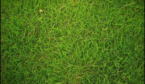 ps做毛茸茸的绿草字