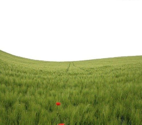 ps照片合成草坪上的父子场景