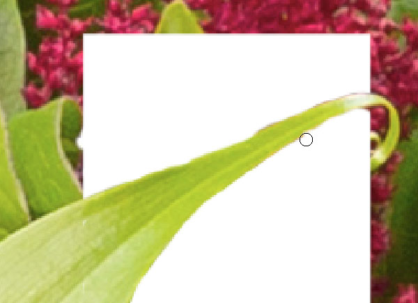 用ps创建分层花卉字体效果